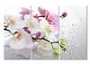 Modular picture, Pink and white orchid