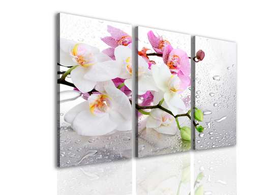 Tablou Pe Panza Multicanvas, Orhidee roz și albă, 70 x 50