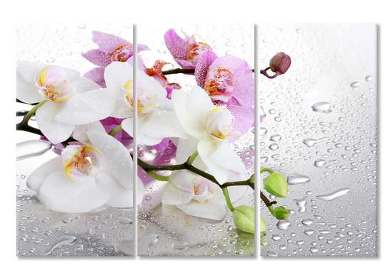 Tablou Pe Panza Multicanvas, Orhidee roz și albă