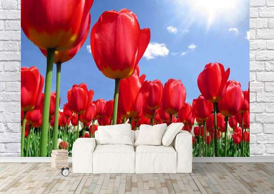 Wall Mural - Red tulips and clear sky