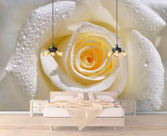 Wall Mural - Rose with drops on the petals