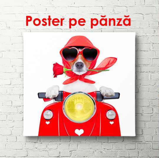 Постер - Собачка за рулем мопеда, 100 x 100 см, Постер в раме, Минимализм