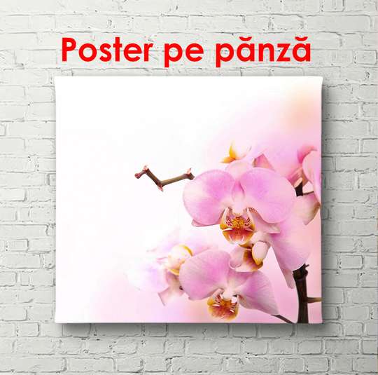 Постер - Розовая орхидея, 100 x 100 см, Постер в раме, Цветы