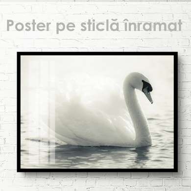 Poster, White swan, 45 x 30 см, Canvas on frame