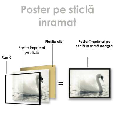 Poster, Lebada alba, 45 x 30 см, Panza pe cadru