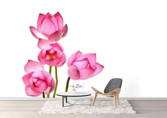 Wall Mural - Pink flowers on a white background