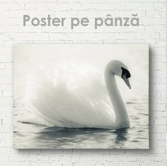 Постер, Белый лебедь, 45 x 30 см, Холст на подрамнике