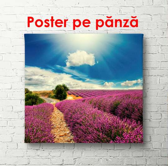 Постер - Лавандовое поле, 100 x 100 см, Постер в раме, Природа