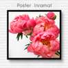 Poster - Pink peonies, 40 x 40 см, Canvas on frame, Flowers