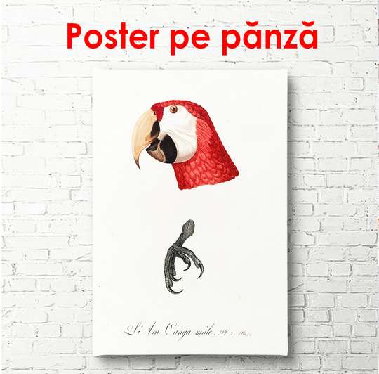 Постер - Красный попугай, 60 x 90 см, Постер в раме, Минимализм