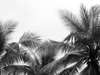 Фотообои - Черно белые ветки пальм