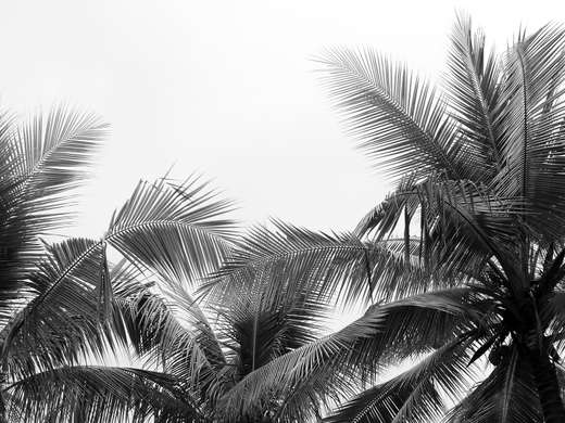 Fototapet - Ramuri de palmier alb-negru