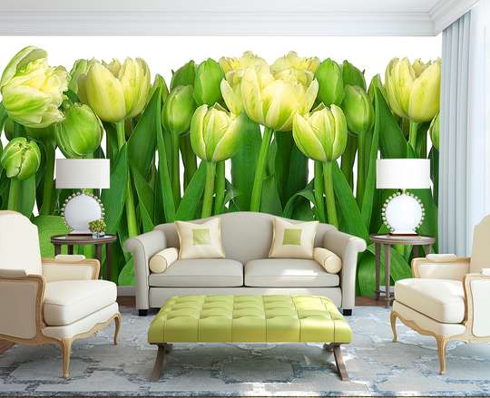 Фотообои - Белые тюльпаны крупным планом