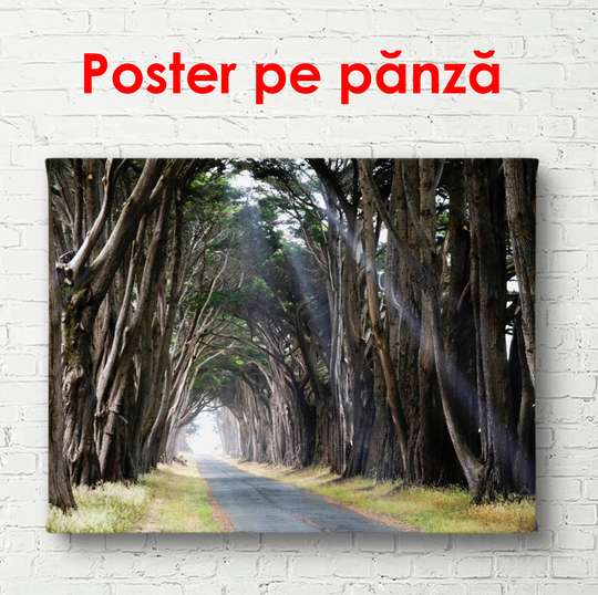 Постер - Осенний лес, 90 x 60 см, Постер в раме, Природа