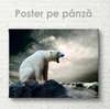 Poster, Urs polar, 45 x 30 см, Panza pe cadru