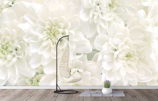 Фотообои, Белые хризантемы