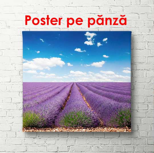 Постер - Красивый день в лавандовом поле, 100 x 100 см, Постер в раме, Природа