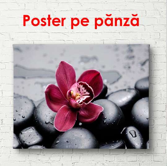 Постер - Бордовый цветок орхидеи на черных камнях, 90 x 60 см, Постер в раме, Цветы