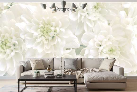 Фотообои - Белые хризантемы