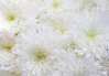 Fototapet - Crizanteme albe 1