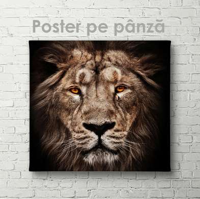 Poster, Tiger, 40 x 40 см, Canvas on frame