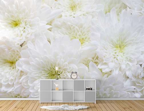 Fototapet - Crizanteme albe 1