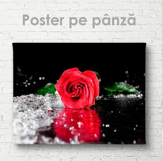 Постер - Ярко красная роза, 45 x 30 см, Холст на подрамнике, Цветы