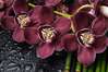 Фотообои - Бордовые орхидеи