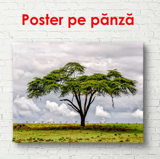 Poster - Green tree, 90 x 60 см, Framed poster, Nature