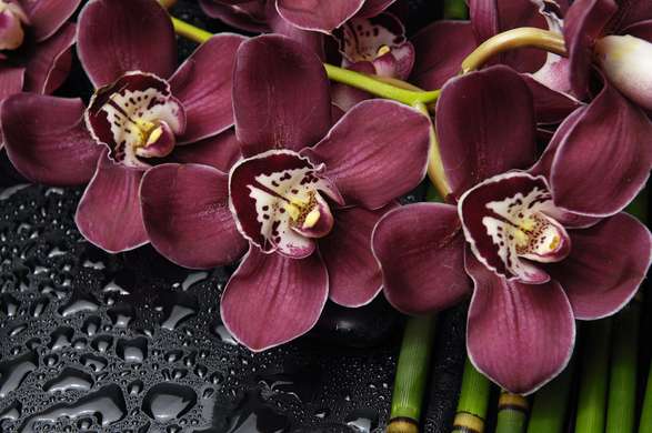 Fototapet - Orhideele Bordeaux