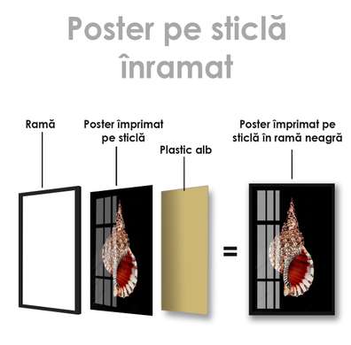 Poster - Scoică, 30 x 45 см, Panza pe cadru
