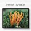 Poster - Bright coral, 45 x 30 см, Canvas on frame, Botanical