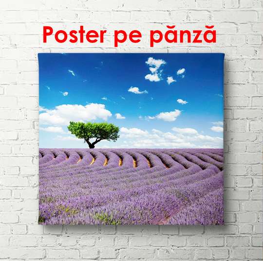 Poster - Green tree in lavender field, 100 x 100 см, Framed poster, Nature