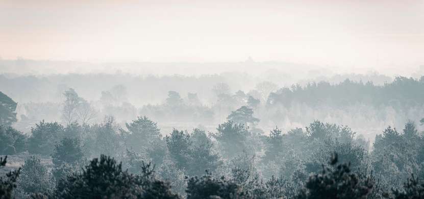 Fototapet - Copaci în ceață