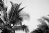 Wall Mural - Gray white palm tree against the sky