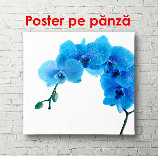 Постер - Голубая орхидея, 40 x 40 см, Холст на подрамнике, Минимализм