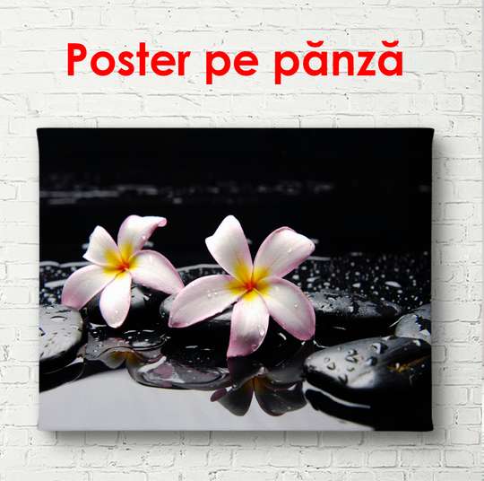 Постер - Розовые цветы на камнях, 90 x 60 см, Постер в раме, Цветы
