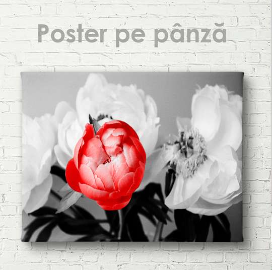Постер - Красный пион на фоне белых, 45 x 30 см, Холст на подрамнике, Цветы