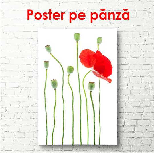 Poster - Red poppy on a white background, 60 x 90 см, Framed poster, Minimalism