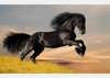 Wall Murall - Black horse running on the sand.