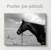 Poster, Horse, 45 x 30 см, Canvas on frame