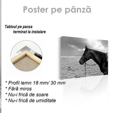 Poster, Calul, 45 x 30 см, Panza pe cadru