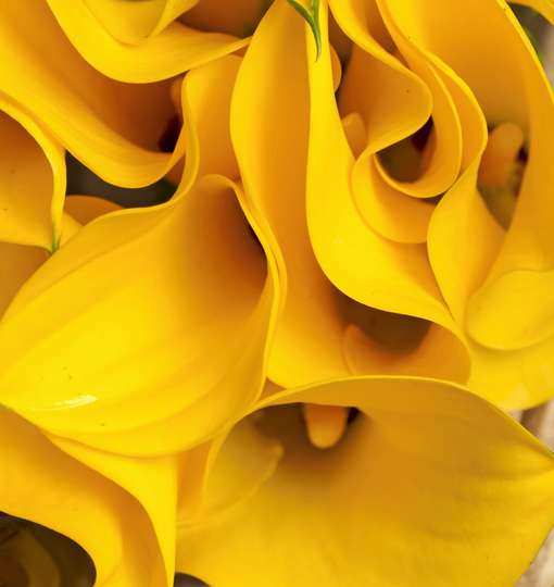Фотообои - Желтые цветы