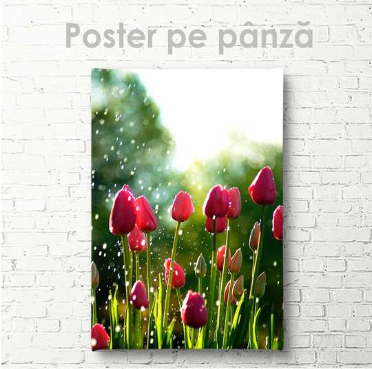 Постер - Тюльпаны, 30 x 45 см, Холст на подрамнике, Цветы