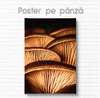 Poster - Mushrooms, 30 x 45 см, Canvas on frame, Botanical