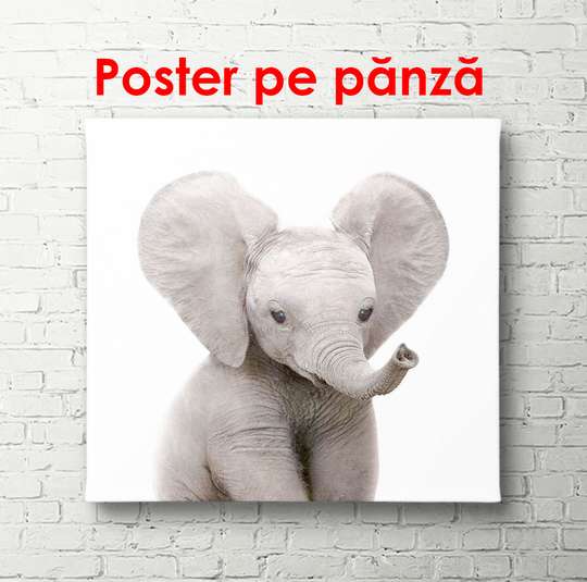 Poster - Baby elephant on a white background, 100 x 100 см, Framed poster, Minimalism