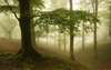 Fototapet - Pădurea în ceață