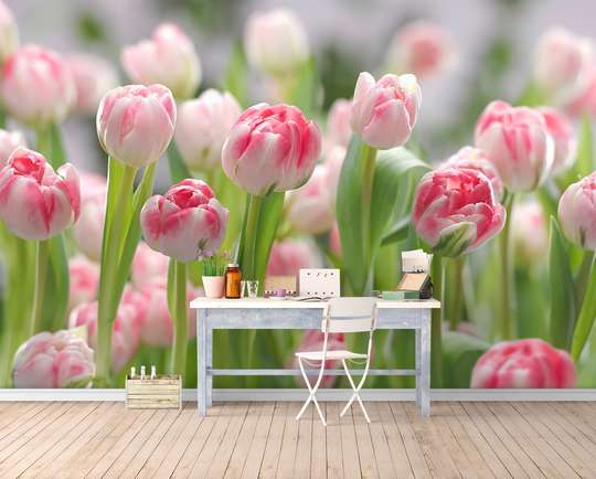 Wall Mural - Field of pink tulips