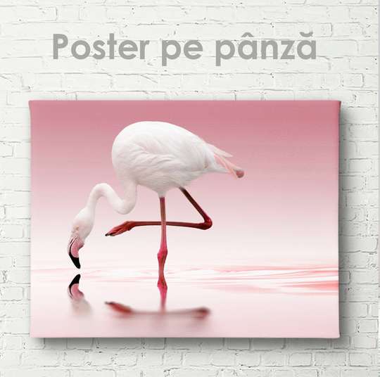 Poster, Flamingo alb, 45 x 30 см, Panza pe cadru