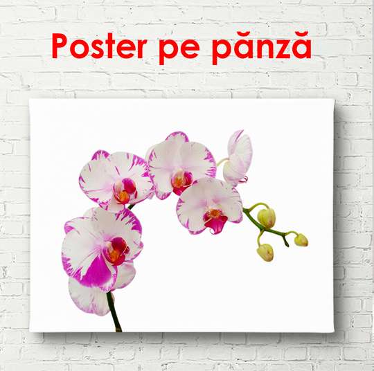 Постер - Белая орхидея с розовыми краями, 45 x 30 см, Холст на подрамнике, Минимализм